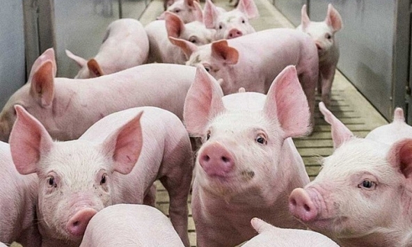 Giá heo hơi hôm nay 13/10: Miền Bắc có xu hướng tăng