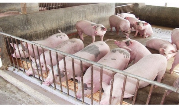 Giá heo hơi hôm nay 14/10: Nhiều địa phương có giá 61.000 đông/kg