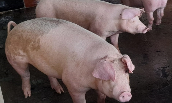 Giá heo hơi chưa thể tăng dù giao dịch sôi động