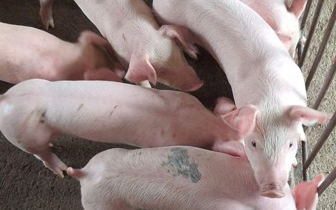 Giá heo hơi hôm nay 17/10: Miền Bắc nhích nhẹ