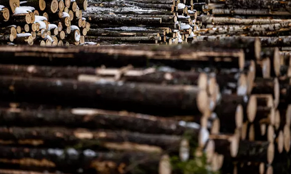 Người châu Âu chuyển sang sử dụng gỗ trong cuộc khủng hoảng năng lượng