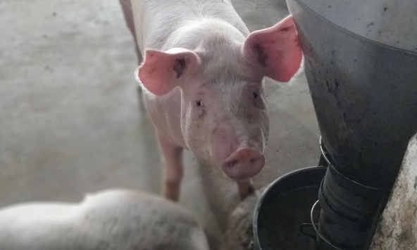 Giá heo hơi ở nhiều địa phương vẫn dưới giá thành