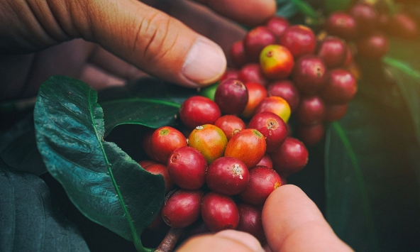 Thị trường nông sản lo ngại Fed thắt chặt chính sách tiền tệ