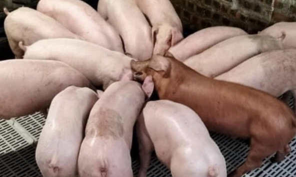 Giá heo hơi miền Bắc vượt ngưỡng 60.000 đồng/kg