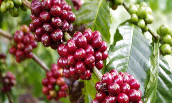 Giá cà phê đồng loạt giảm 100 đồng/kg tại thị trường trong nước