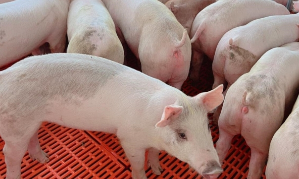 Chênh lệch giá khiến heo hơi miền Nam ùn ùn ra Bắc