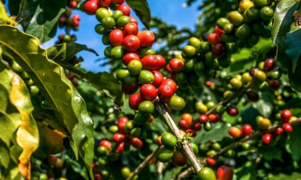 Thị trường nông sản ngày 20/10: Giá cà phê giảm mạnh, cao su bật tăng