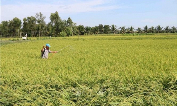 Kiến nghị giảm đất trồng lúa, tăng đất ở tại TP.HCM