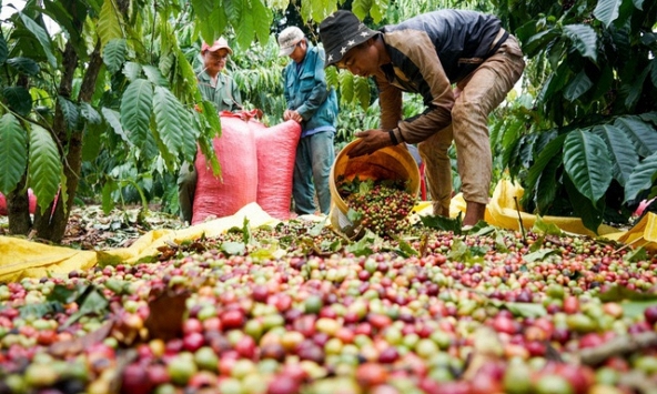 Giá cao su giảm đỏ toàn thị trường