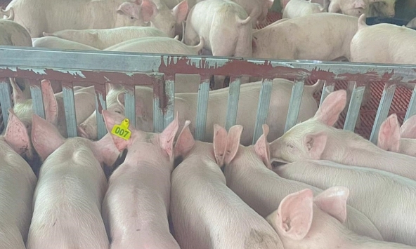 Giá heo hơi có xu hướng giảm