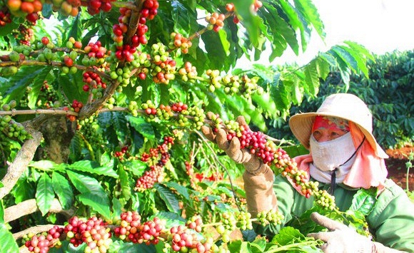 Giá các loại nông sản chủ chốt đồng loạt giảm