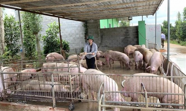 Người chăn nuôi cẩn trọng tái đàn phục vụ Tết