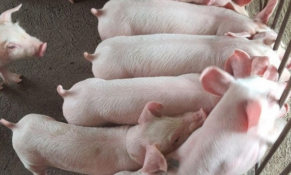 Đà giảm giá heo hơi chưa có dấu hiệu dừng lại