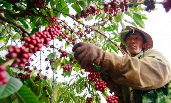 Xuất khẩu cao su, hồ tiêu có tín hiệu tích cực