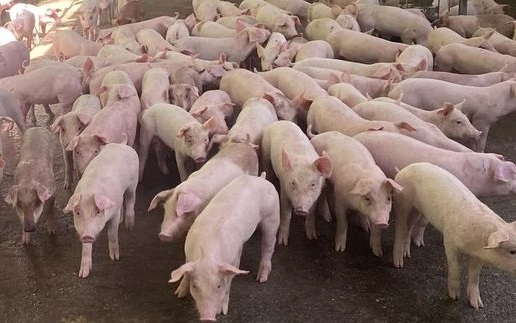 Giá heo hơi ba miền không còn chênh lệch nhiều