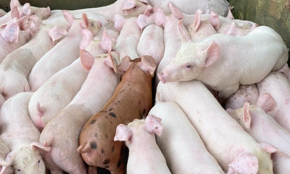 Giá heo hơi 26/10: Cả nước đi ngang
