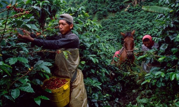 Thị trường nông sản 26/10: Hồ tiêu, cà phê lao dốc