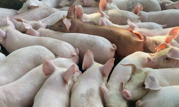 Giá heo hơi 28/10: Miền Bắc lại giảm thêm 2.000 đồng/kg