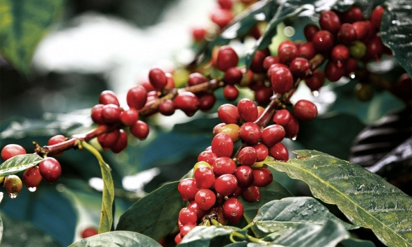 Giá cà phê trái chiều trên 2 sàn thế giới