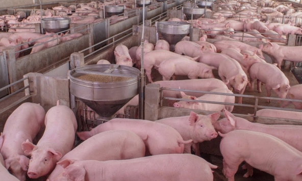 Giá heo hơi tiếp tục giảm, trong khi thức ăn chăn nuôi tăng cao