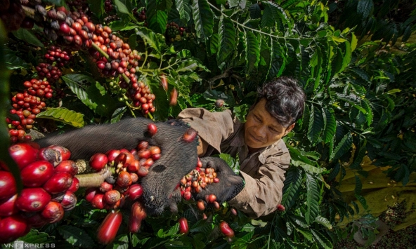 Xuất khẩu cà phê, hồ tiêu của Việt Nam khởi sắc trong tháng 10