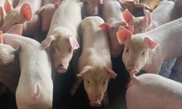 Giá heo hơi 1/11: Tiếp tục đi ngang