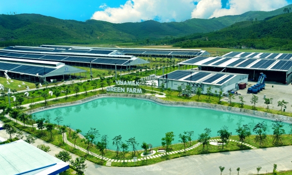 Động lực nào đưa cổ phiếu Vinamilk ngược dòng thị trường, vượt đỉnh 9 tháng?