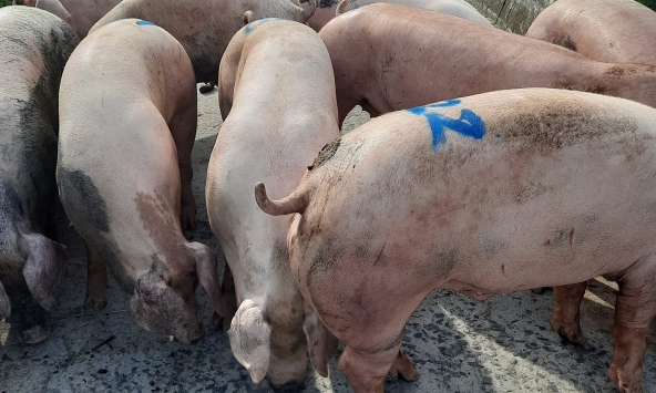 Giá heo hơi 2/11: Nguy cơ giảm thêm