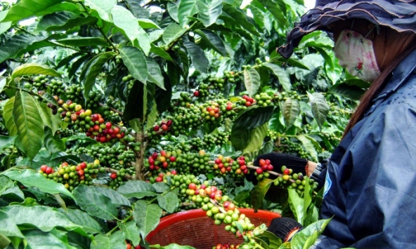 Thị trường nông sản cuối năm đối mặt nhiều thách thức