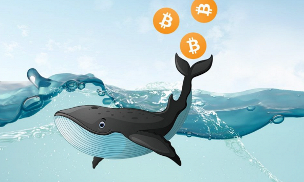 Cá voi Bitcoin là gì? Cá voi thao túng thị trường crypto như thế nào?