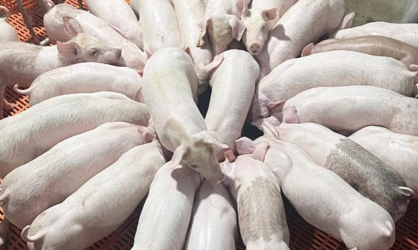 Giá heo hơi 3/11: Việt Nam thấp hơn hẳn các nước láng giềng