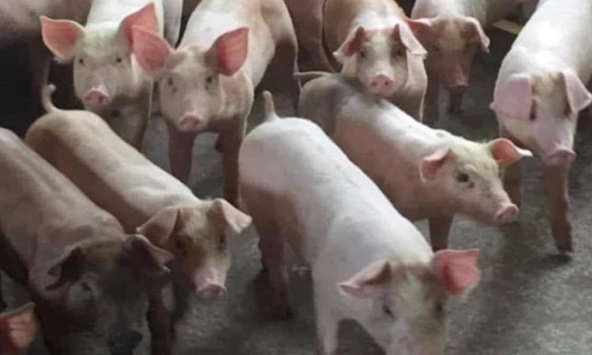 Giá heo hơi hôm nay 4/11: Dự báo mới nhất về giá heo hơi