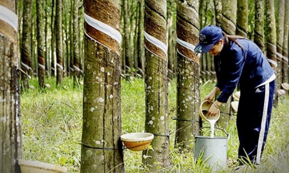 Cao su xuất khẩu gặp khó