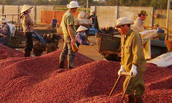Xuất khẩu cà phê được dự báo gặp khó vì nhu cầu thấp, giá giảm