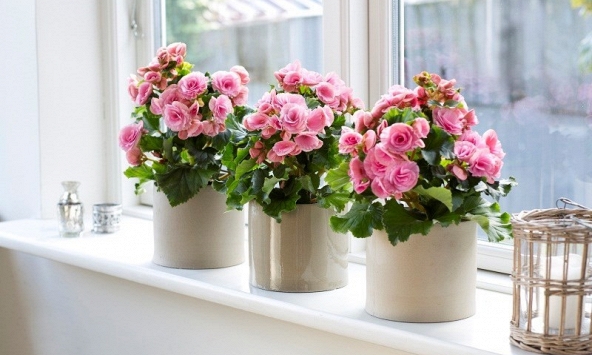 Trồng cây gì ở ban công để tài lộc ùn ùn kéo đến?