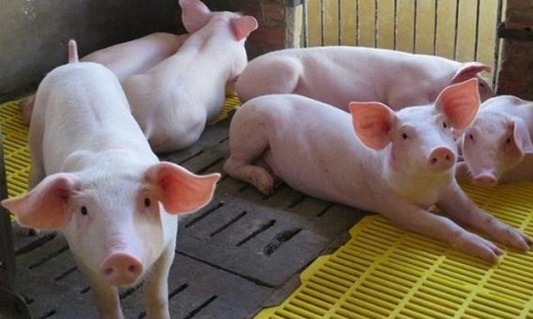 Giá heo hơi bắt đầu vào đợt tăng mới?