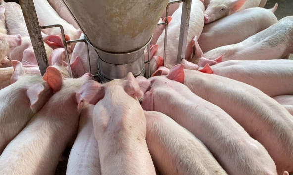 Giá heo hơi 8/11: Miền Bắc bắt đầu xu hướng tăng