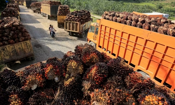 Dầu cọ đối mặt với sóng gió trong bối cảnh Trung Quốc đóng cửa, EU ngừng hoạt động