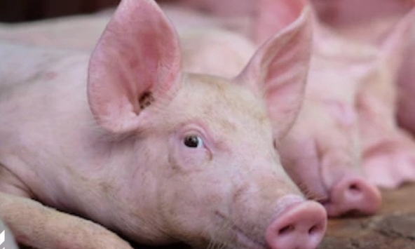 Giá heo hơi 10/11: Duy trì đà tăng