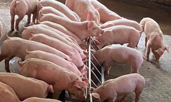 Giá heo hơi 11/11: Không tăng thêm