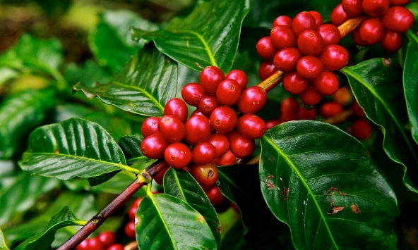 Giá cà phê tăng trở lại sau nhiều ngày giảm sâu