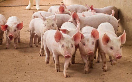 Giá heo hơi 12/11: Quay đầu giảm nhẹ