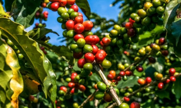 Thị trường cà phê tăng nhỏ giọt, dao động khoảng 40.100 - 41.700 đồng/kg