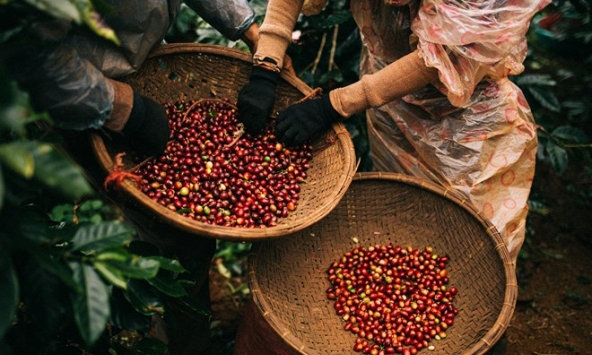 Cà phê có xu hướng phục hồi mạnh, giới đầu cơ quay lại thị trường