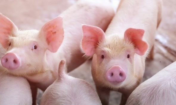 Giá heo hơi 14/11: Tiếp tục giảm