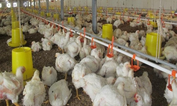 VietinBank bán đấu giá khoản nợ 800 tỷ đồng được thế chấp bằng chuồng trại và 'đại gia đình gà'