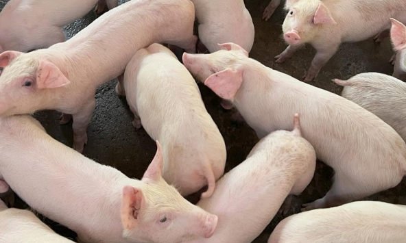 Doanh nghiệp tiếp tục giảm giá heo hơi