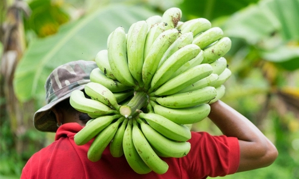 Chuối Việt Nam xuất khẩu sang Trung Quốc tăng mạnh