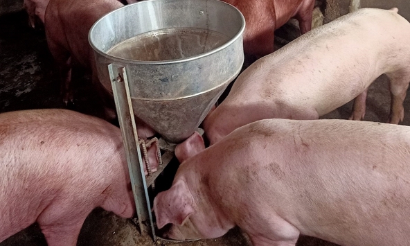 Heo hơi chững giá