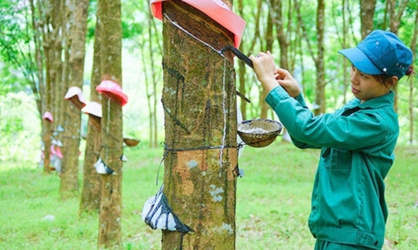 Xuất khẩu cao su tháng 10 tăng về lượng, giảm về giá